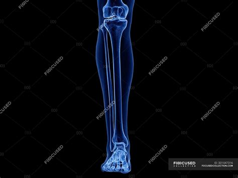 Lower Leg Bones In X Ray Computer Illustration Of Human Body — Black