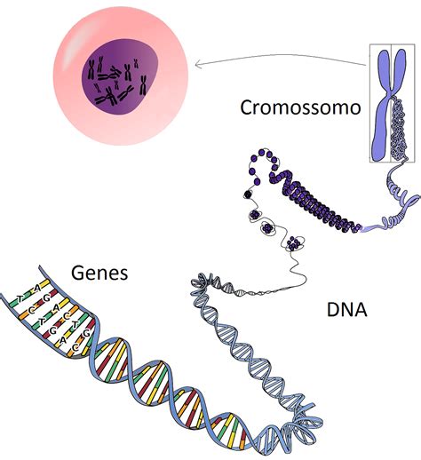 Uma Característica Genética Recessiva Presente No Cromossomo Y é Askbabe