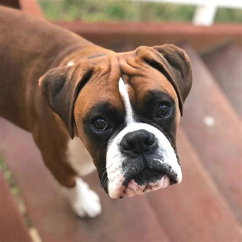 14 Cool Facts About The Boxer Dog Petpress