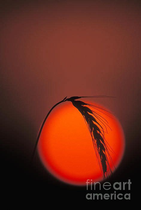 Harvest Sunset Fs000416 By Daniel Dempster Fine Art America