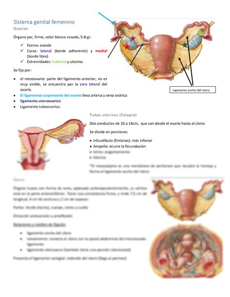 Solution Sistema Genital Femenino V1 Studypool
