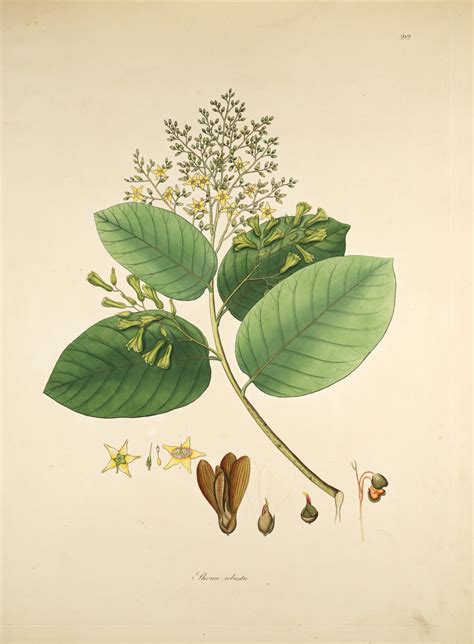We recommend always choosing a native tree species or one which is common to your location, to respect the ecological balance. Shorea robusta Images - Useful Tropical Plants