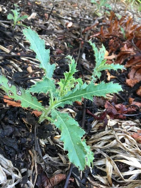 Pulling out weeds by hand isn't the most fun chore, but it is quite effective. How to Get Ahead of Your Weeds This Summer - Dengarden ...