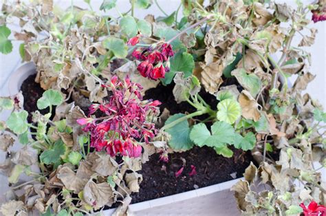 3 Ways To Overwinter Your Geraniums Pelargoniums A Step By Step Guide