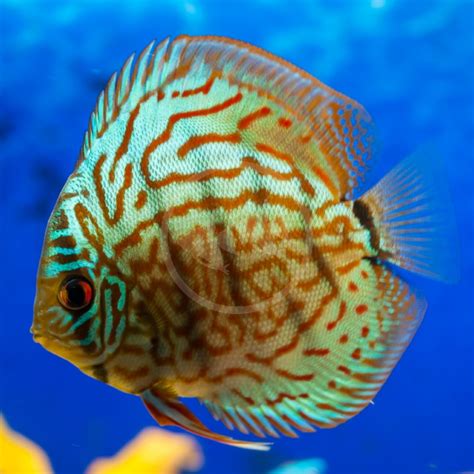 Discus Red Turquoise Symphysodon Sp Aquatics Unlimited