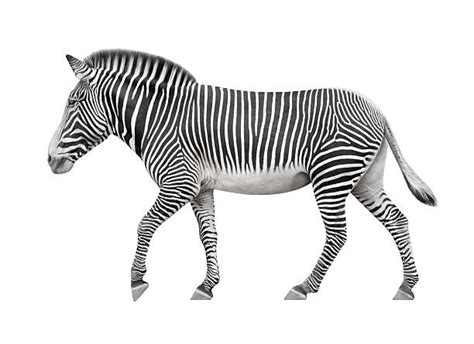 970 Zebra Legs Stock Photos Pictures And Royalty Free Images Istock