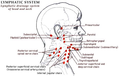 Lymphatic Drainage Of The Neck Lymphatic Lymphatic Drainage Lymph