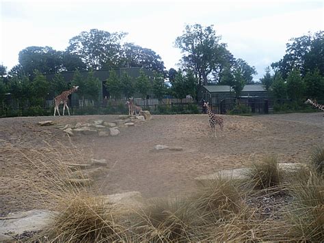 Free Public Domain Photo Of Ireland Zoo Giraffes In Dublin Zoo