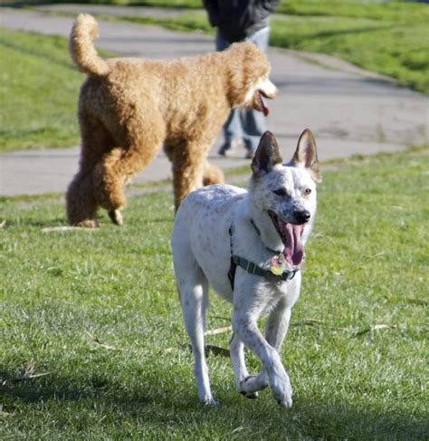 Dog Of The Day Border Collie Mix Maybe The Dogs Of San