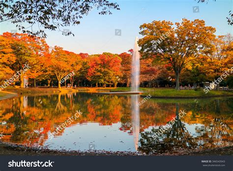 Warm Shades Dusk Autumn Leaves Yoyogi Stock Photo 346543943 Shutterstock