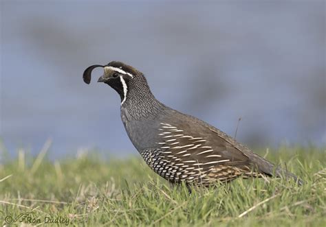 Male And Female California Quail Feathered Photography