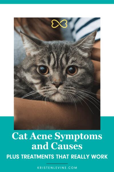 How To Treat Cat Acne Once And Fur All Pet Living