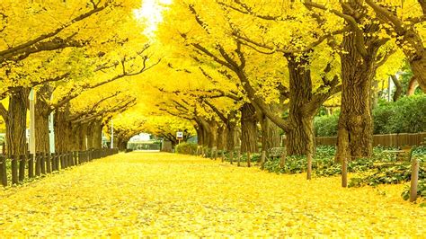 Top 10 Most Amazing Beautiful Tree Tunnels Top World