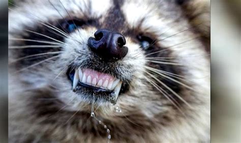 Over 700000 Raccoon Rabies Vaccination Packs Will Be Dropped From The