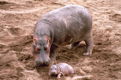 Mother Hippo With Newborn Stock Image Z9480042 Science Photo Library