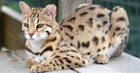 Whats The Real Cost Of A Hybrid Cat Like A Bengal Or Savannah