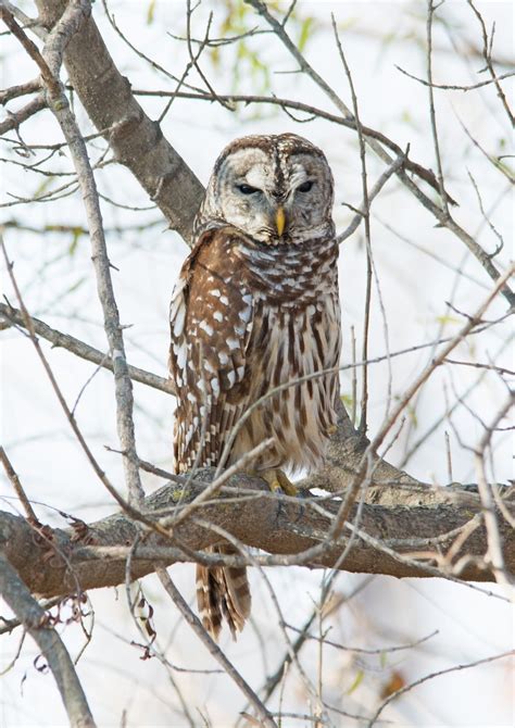 Photography By Deb Hirt Oklahoma Breeding Bird Species Profile Barred Owl