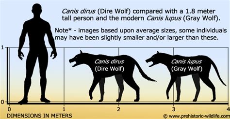 The dire wolf (canis dirus, fearsome dog) is an extinct species of the genus canis. Canis dirus‭ - ‬Dire Wolf‭