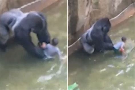 Intimate Footage Shows Final Moments Between Boy And Harambe The