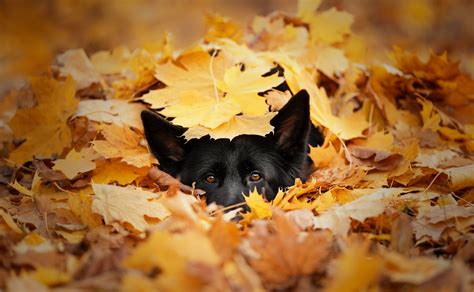 Wallpaper Leaves Dog Animals Fall Outdoors 2048x1262