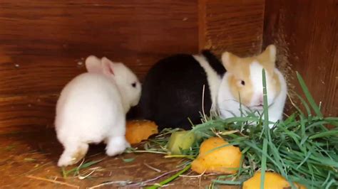 Baby Bunnies Rabbits 2 Weeks Old Youtube