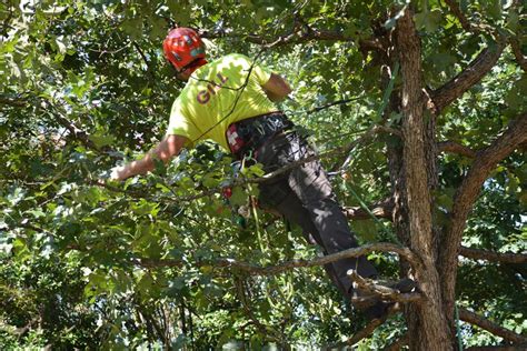 Your chance of being a victim of violent crime in decatur is 1 in 612 and property crime is 1 in 46. Gill Tree Care - Tree and Shrub Pruning, Tree Removal ...