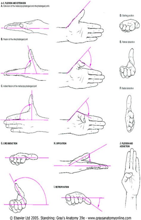 Pin By Taher Hussein On Brachial Plexus Injury Hand Therapy Physical