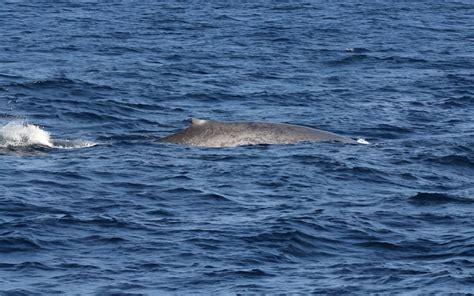 Ballenas Azules En Las Seychelles Por Primera Vez En D Cadas