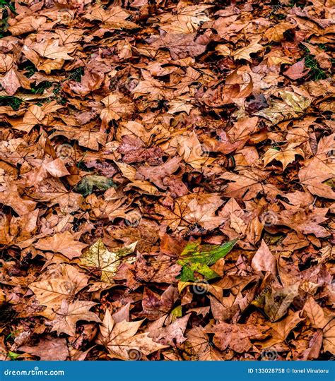 Natural Background Of Colorful Autumnal Leaves Stock Photo Image Of