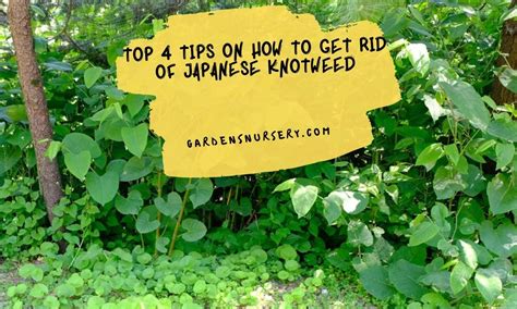 Top 4 Tips On How To Get Rid Of Japanese Knotweed Gardens Nursery