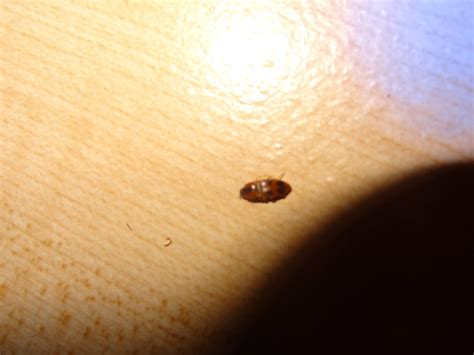 Bed Bug Shells Pictures Bangdodo