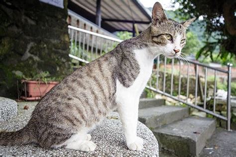 Parasitic Infection In Cats Symptoms Causes Diagnosis Treatment