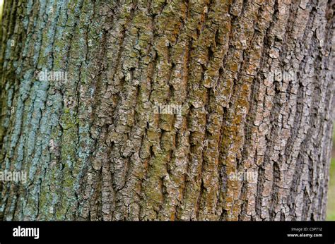 Tree Bark Of A Different Colors Stock Photo Alamy