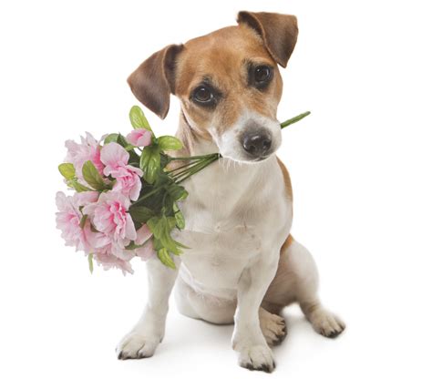 Dog And Flower Picture Dogs Who Couldnt Be More Delighted That