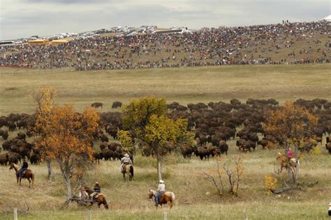 51st Custer State Park Buffalo Roundup Photos