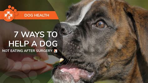 7 Ways To Help A Dog Not Eating After Surgery Boneo Canine