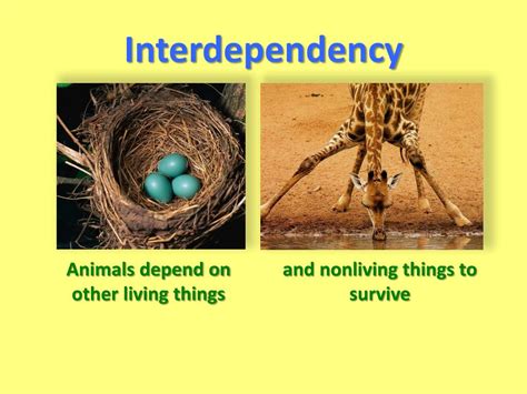 Ppt Interdependency Powerpoint Presentation Free Download Id3240391