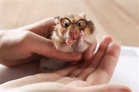 Hamster In 3d Glasses Chewing Popcorn Stock Photo Image Of Popcorn