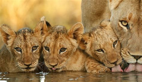The African Lion Africa Geographic