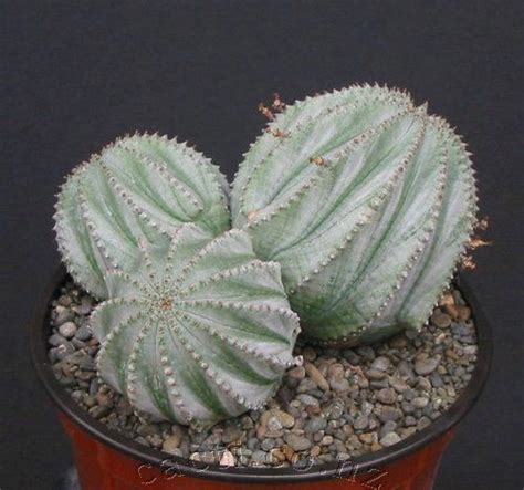 Is christmas cactus bad for cats? 205 best images about Succ: Euphorbia on Pinterest