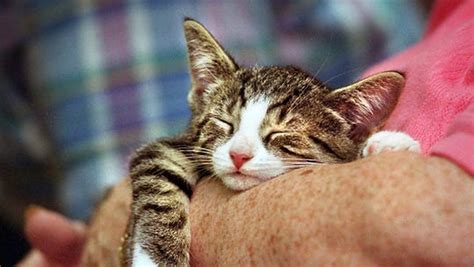 Why should i visit cat cafe? West Des Moines: Cat cafe owner hopes to open in Valley ...