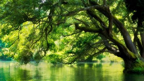 Wallpaper Id 1257849 Water Forest Nature Trees Landscape 1080p