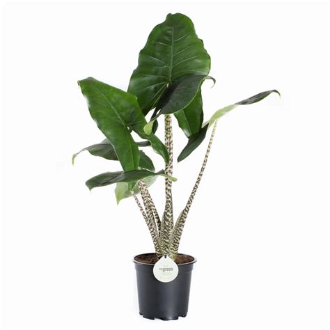 Maybe you would like to learn more about one of these? Alocasia Zebrina 17cm - Blue Diamond Garden Centre Ltd