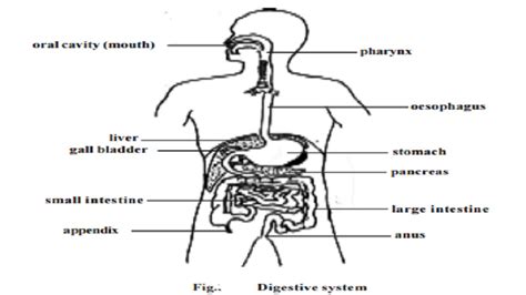 Human Entire Digestive System Process With Diagram Mouth Or Buccal