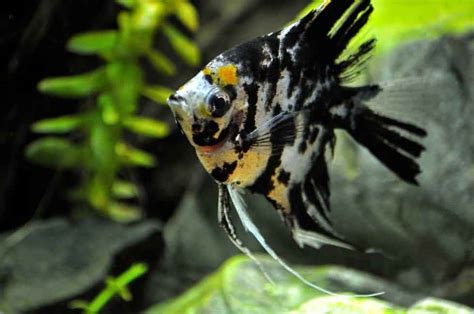 Angelfishes Care Guidebreeding Diet Habitat And More
