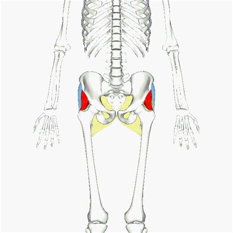 The glutes, or gluteal muscles , can become tight after too much sitting, overuse, or overexertion in athletic performance. The Anatomy of a Runner: it's all about that bass (the Upper Leg & Glutes) - The Fartlek