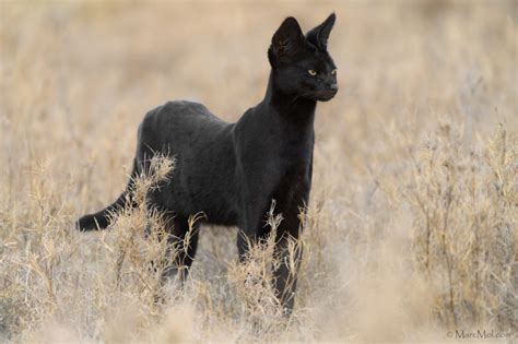 Manja The Rare Melanistic Serval Cat Roams The Serengeti In Tanzania Illuzone