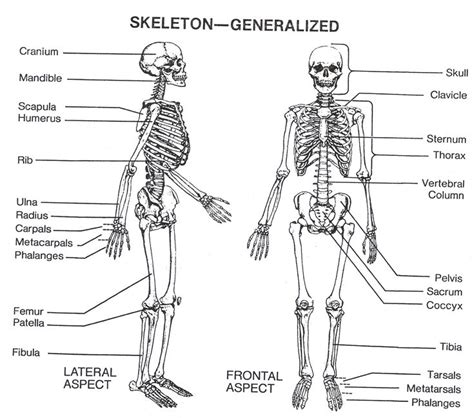 Blank Human Body Bones Diagram Skeleton Blank Printable Science