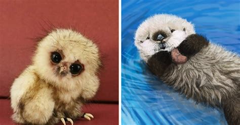 25 Of The Cutest Baby Animals Of All Time Buzznick