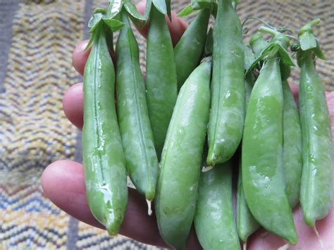 Pea Sugar Ann Snap Giving Ground Seeds